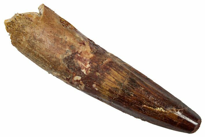 Fossil Spinosaurus Tooth - Real Dinosaur Tooth #345494